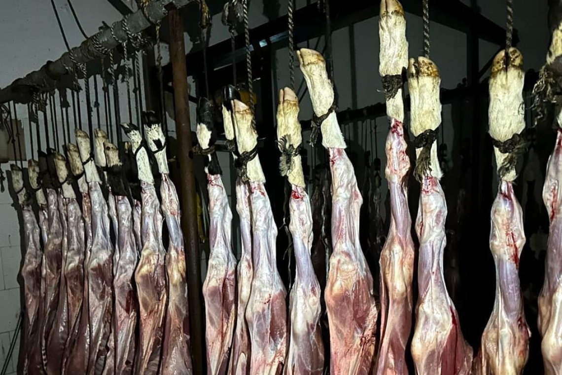 Alcaldía local selló establecimiento clandestino para el sacrificio de animales