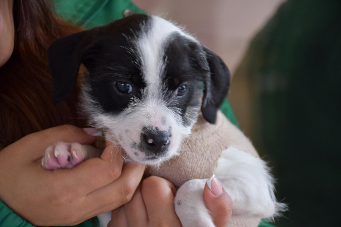 6 mil turnos de esterilización gratuita en la Universidad Nacional 