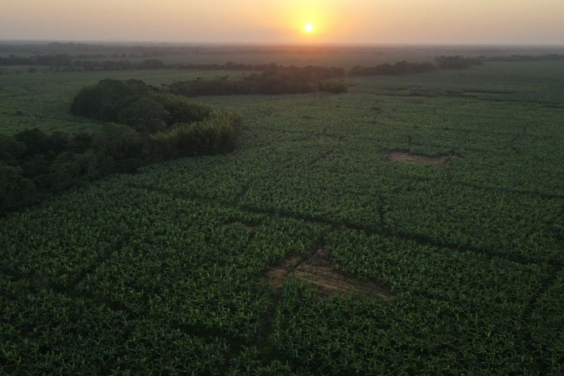 La sostenibilidad: una prioridad para los productores bananeros en Colombia