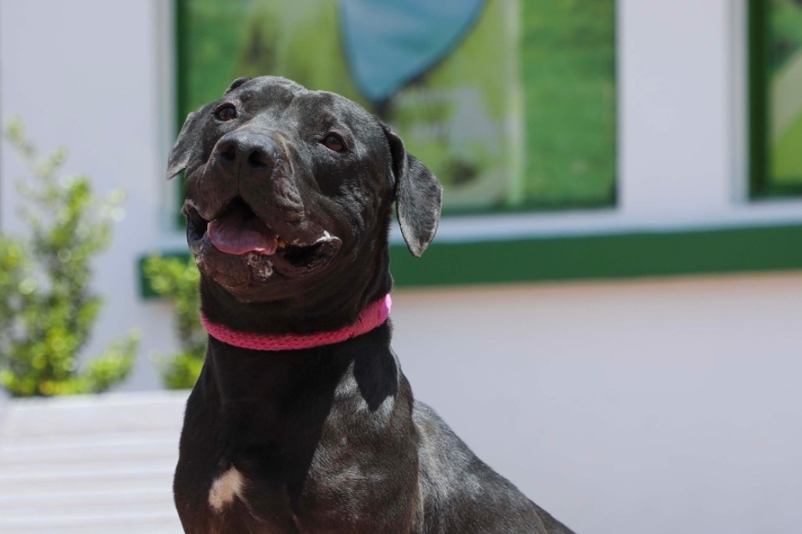 Hogar, dulce hogar: Jornada de adopción animal