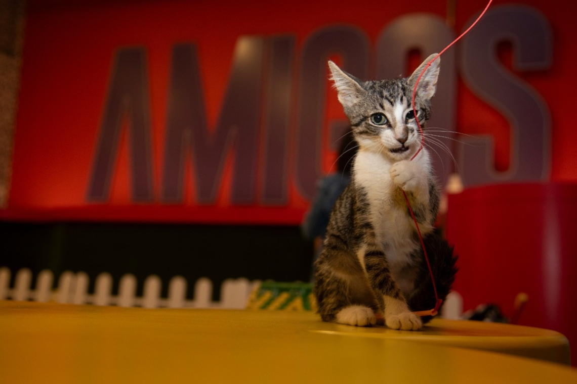 Engativá, protectora de animales