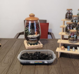 Terrarios: ecosistemas de bienestar en la capital