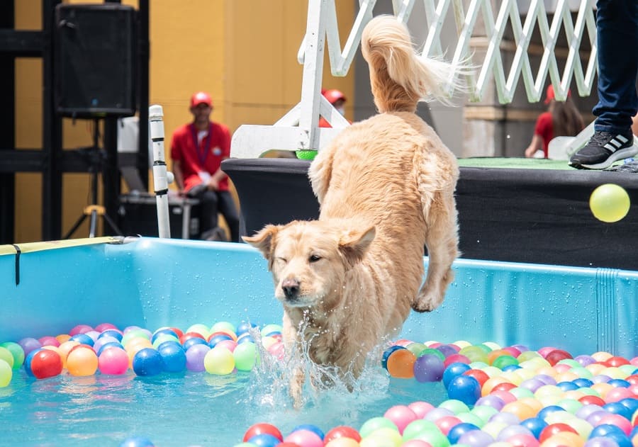 Expopet, una celebración para las mascotas