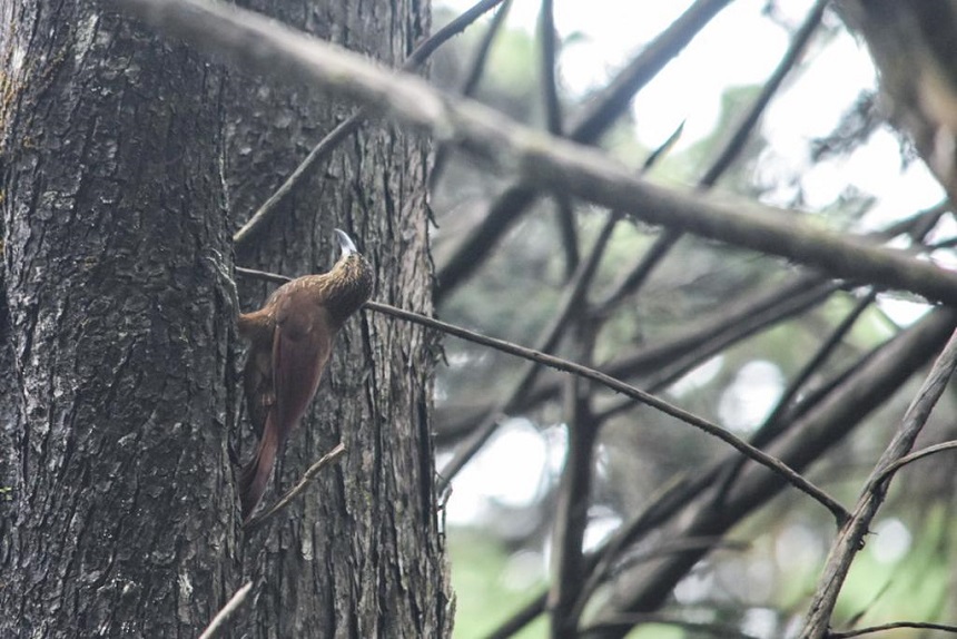 Colombia líder en el Global Big Day